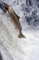 /album/fotogaleria/a187salmon1-jpg/